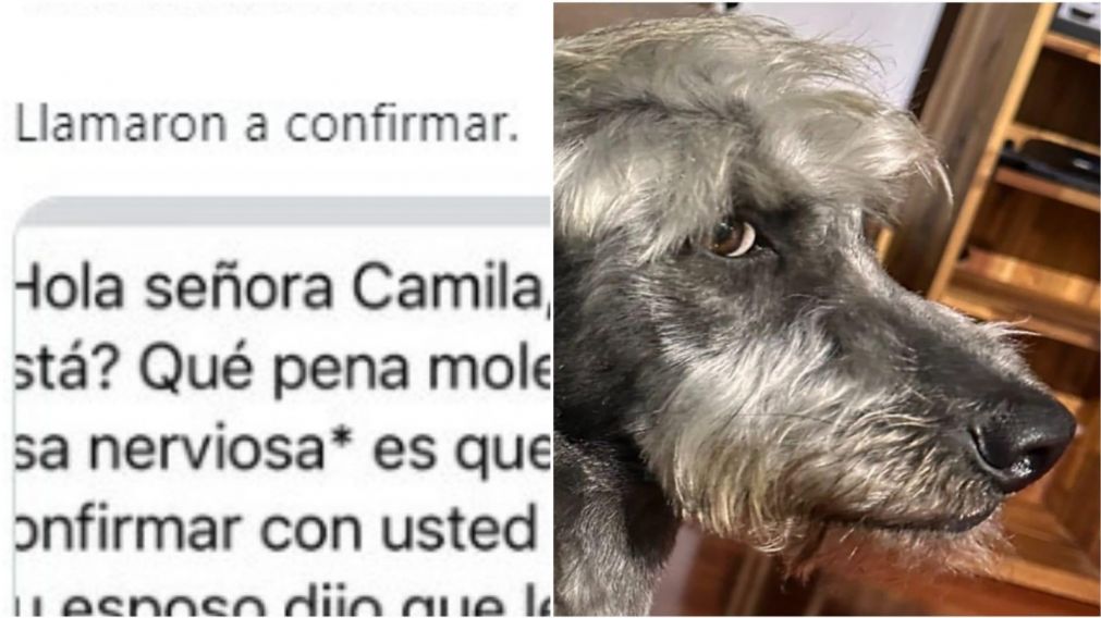 El dueño del perro pidió que le hicieran el corte de Peso Pluma y estallaron las reacciones en las redes sociales.