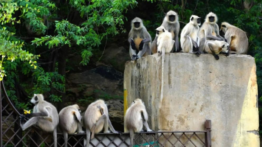 Un chico de 10 años murió luego de ser atacado por una manada de monos (Imagen ilustrativa).