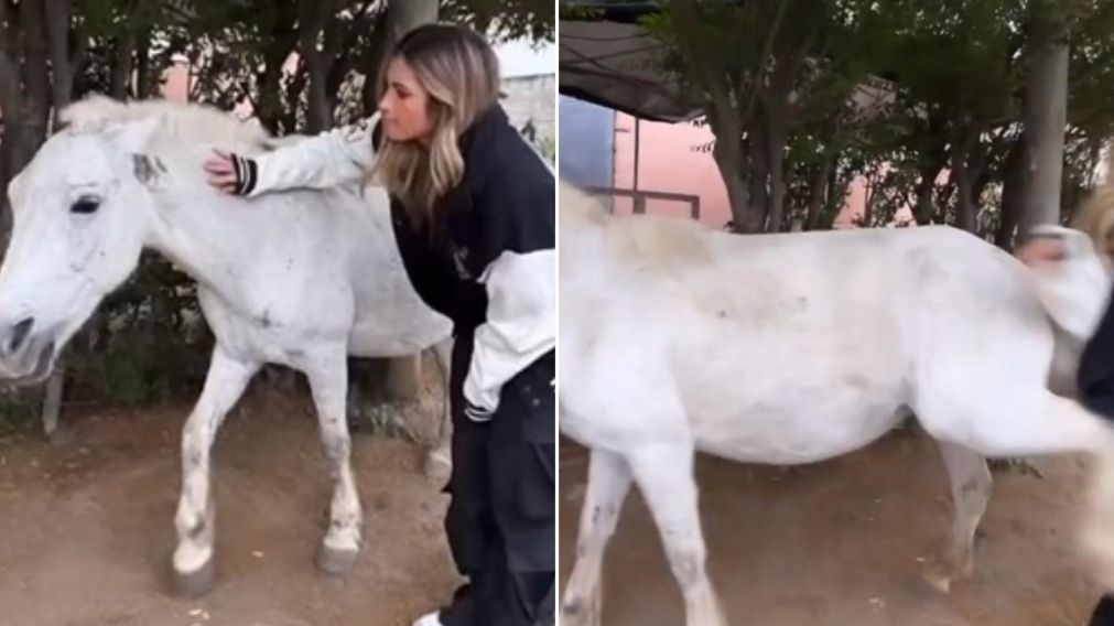 Julieta Poggio tuvo un insólito incidente con un caballo.