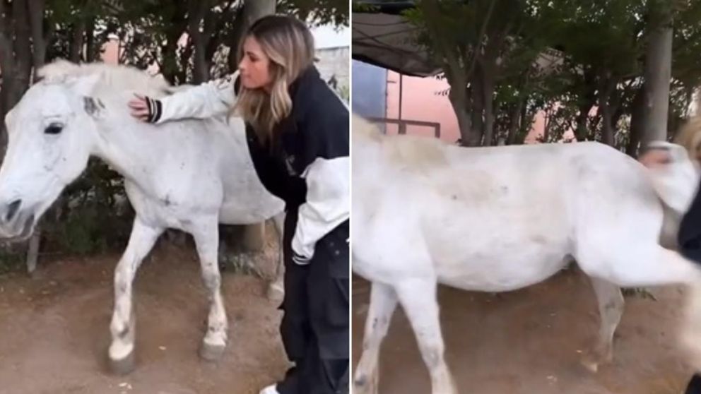 Julieta Poggio tuvo un insólito incidente con un caballo.