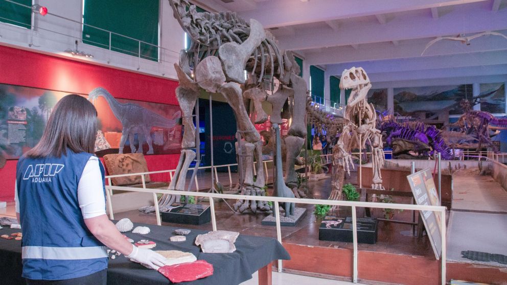 Aduana recuperó una colección de fósiles que incluye múltiples piezas de ámbar, de millones de años, con insectos preservados en su interior.