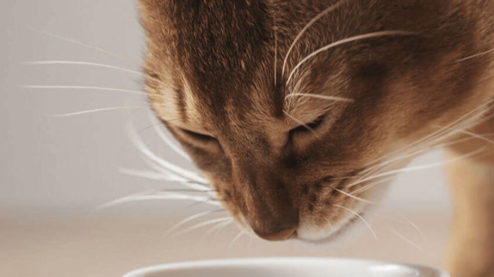 Su gato se negaba a comer, le realizaron una radiograf�a y se encontraron con algo ins�lito (Imagen ilustrativa)