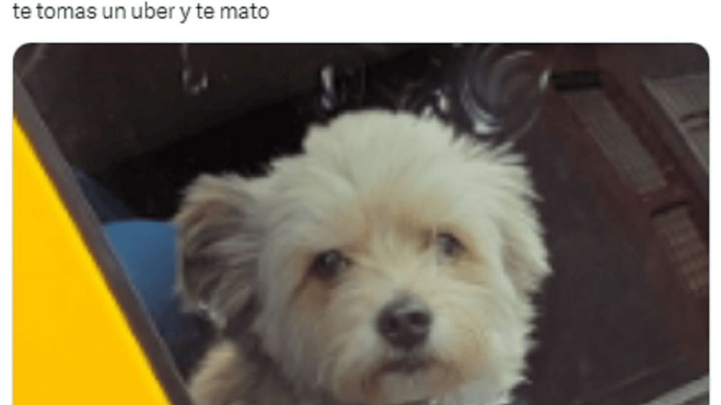 Viajaba en un taxi y su d�a mejor� al ver la compa��a que llevaba el chofer (Twitter/ @joaquinvismara).