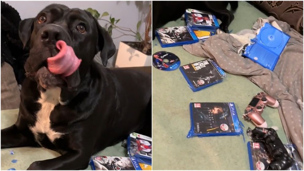 Perrita destruye videojuegos de su dueño y causó furor en las redes.