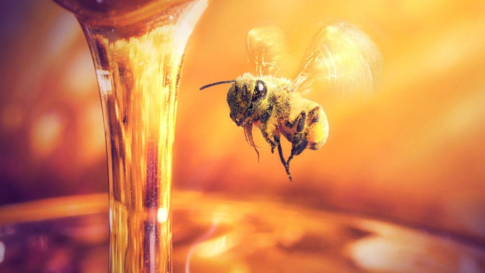 ¿Por qué son importantes las abejas para el medioambiente?
