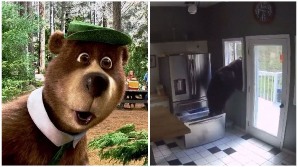 Un oso asaltó una casa en Estados Unidos.