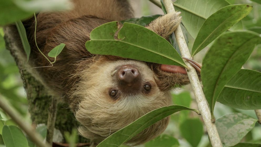 Para los perezosos: Club Crónica trae diferentes opciones gastronómicas en su día