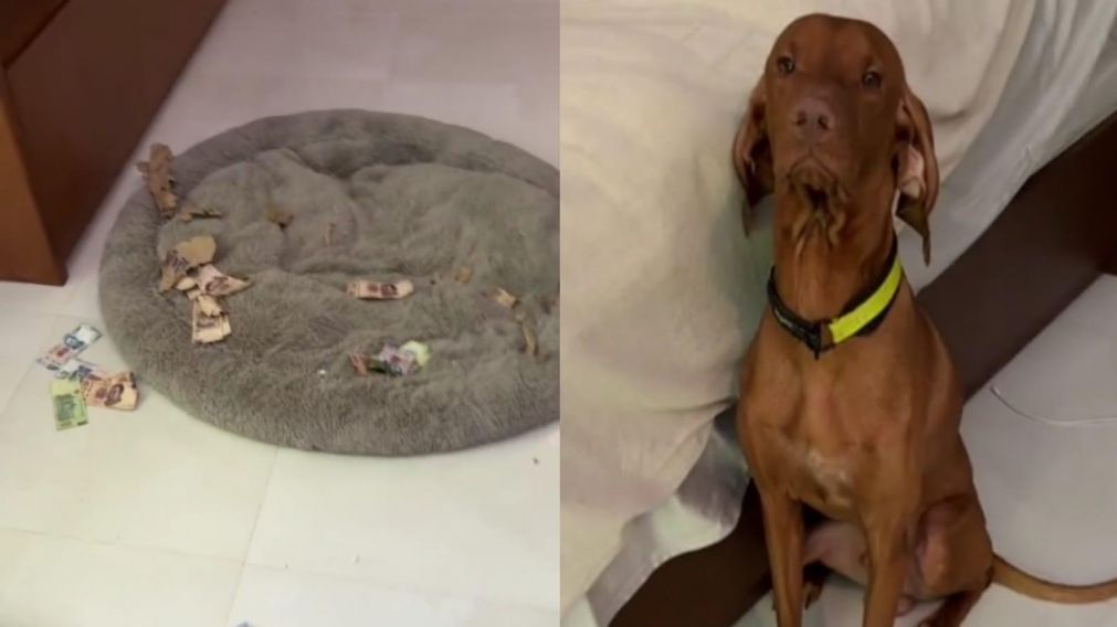 La mujer se encontró con un caos de billetes, pero la reacción de su perro conquistó a todos (TikTok/@lauraanoesta).