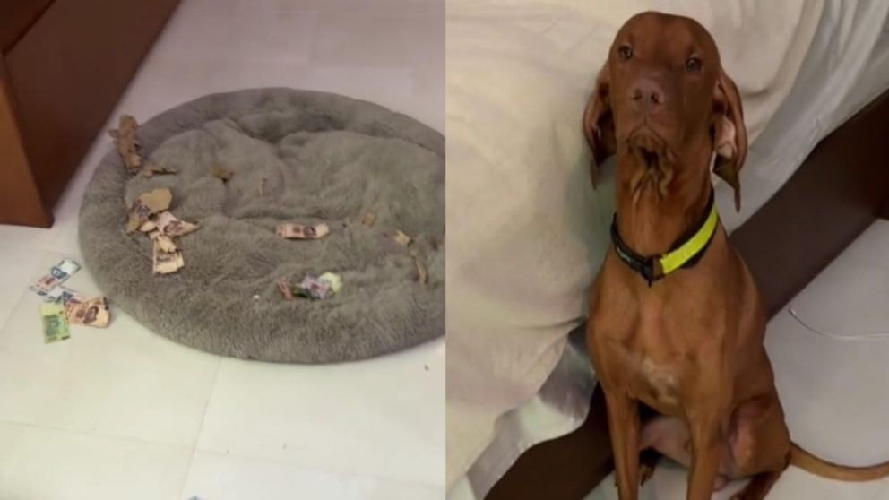 La mujer se encontr� con un caos de billetes, pero la reacci�n de su perro conquist� a todos (TikTok/@lauraanoesta).