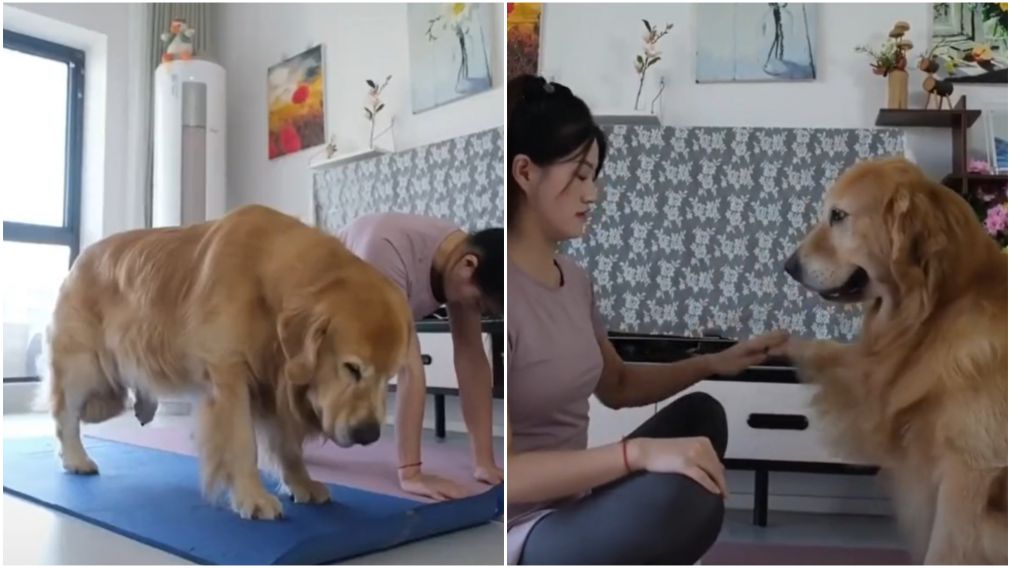 Beethoven entrena pilates con su dueña y causó furor en las redes.