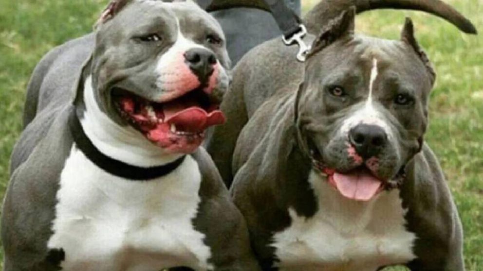 Tres pitbulls hambrientos atacaron a embarazada, su pareja y el hijo de cinco años.
