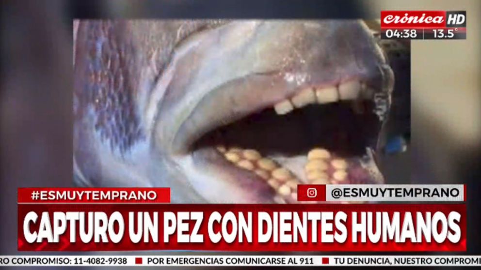 Capturó pez con dientes humanos y sorprendió a todos