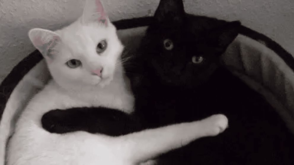 Esta es la raz�n por la que no hay dar en adopci�n a gatos blancos y negros en octubre (imagen ilustrativa)