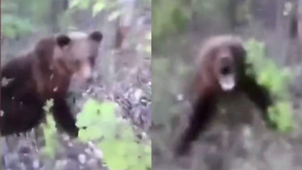 El oso mordió al hombre luego de que este le diera una patada por la espalda y muchos celebraron la respuesta del animal.