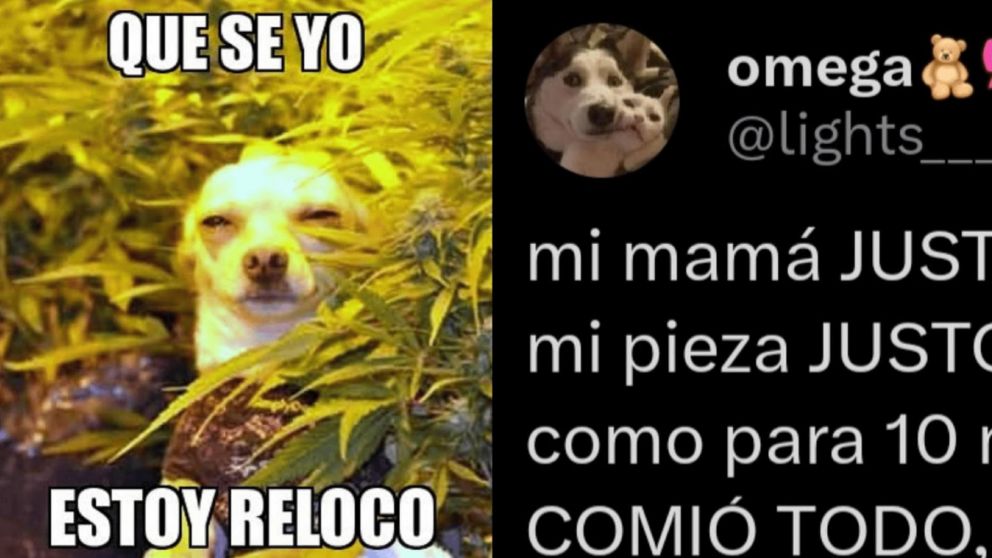 Se comió los "brownies locos" de su hija y se viralizó en las redes sociales (Twitter/ @lights_______)