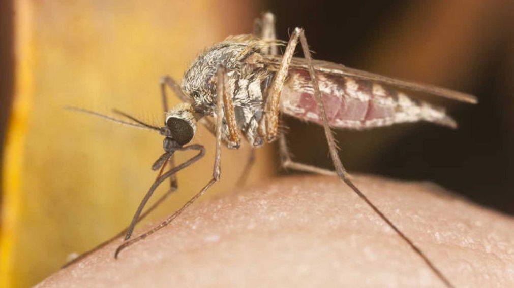 ¿Cuál es el verdadero significado de los mosquitos numerados? (imagen ilustrativa).
