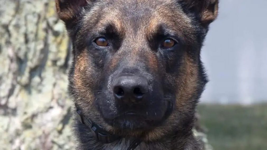 Yoda, el perro héroe que capturó a un asesino prófugo (Imagen redes sociales).