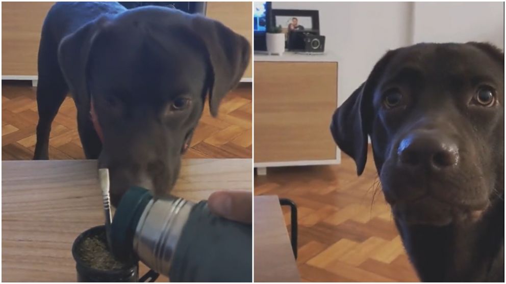 Su perro no tolera verlo tomar mate por un curioso motivo y mostró su reacción (TikTok/@bombero.labrador).