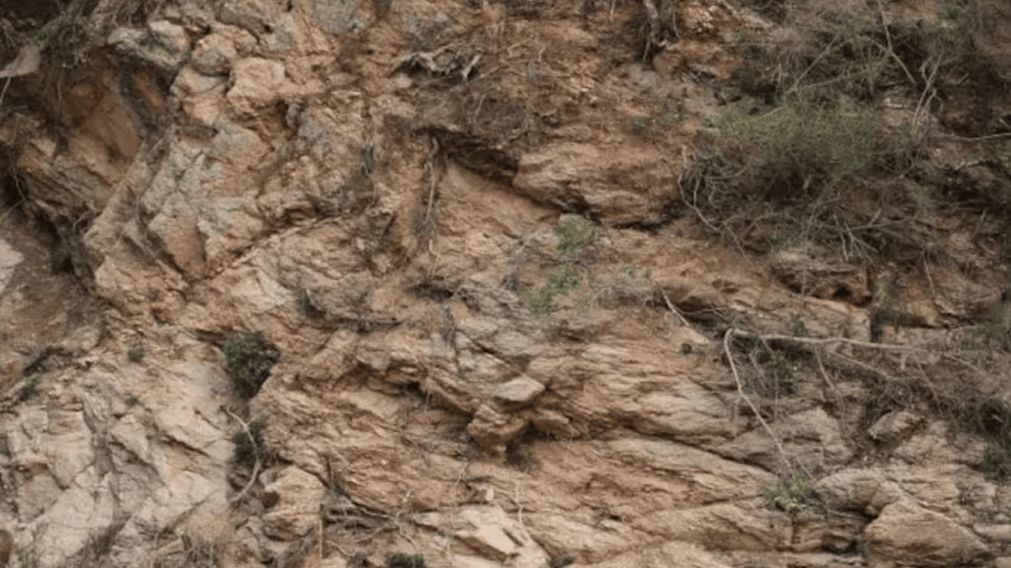Un imponente desafio visual dejó atónitos a los internautas en redes sociales.