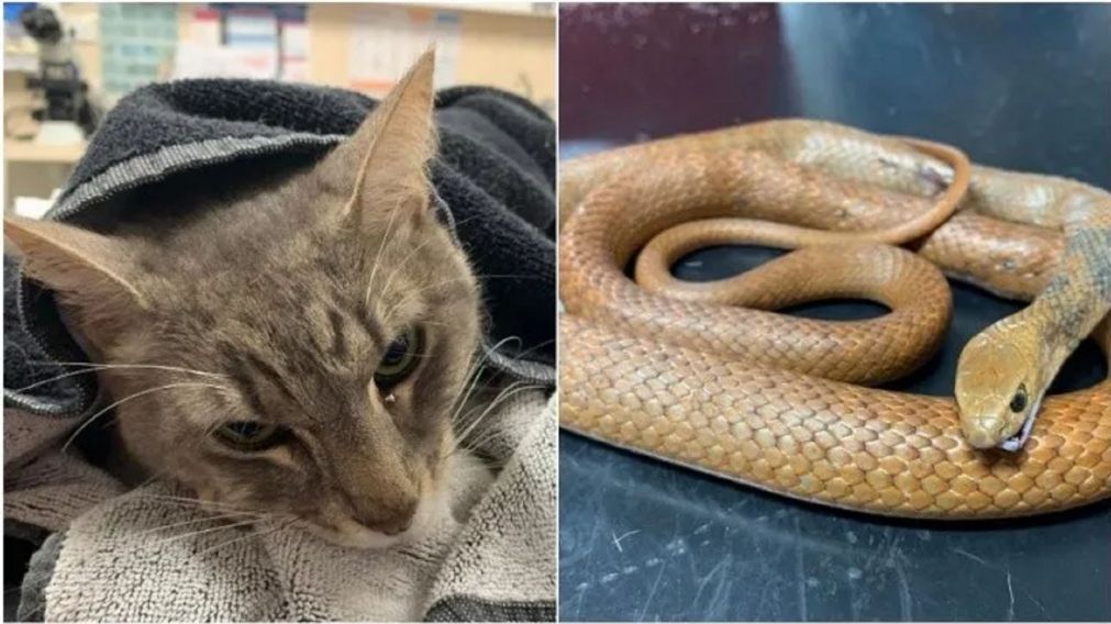 El felino salv� a dos nenes de ser mordidos por una serpiente venenosa.
