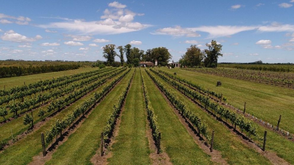 La ruta del vino bonaerense, una opción ideal para aprovechar el Previaje 5.