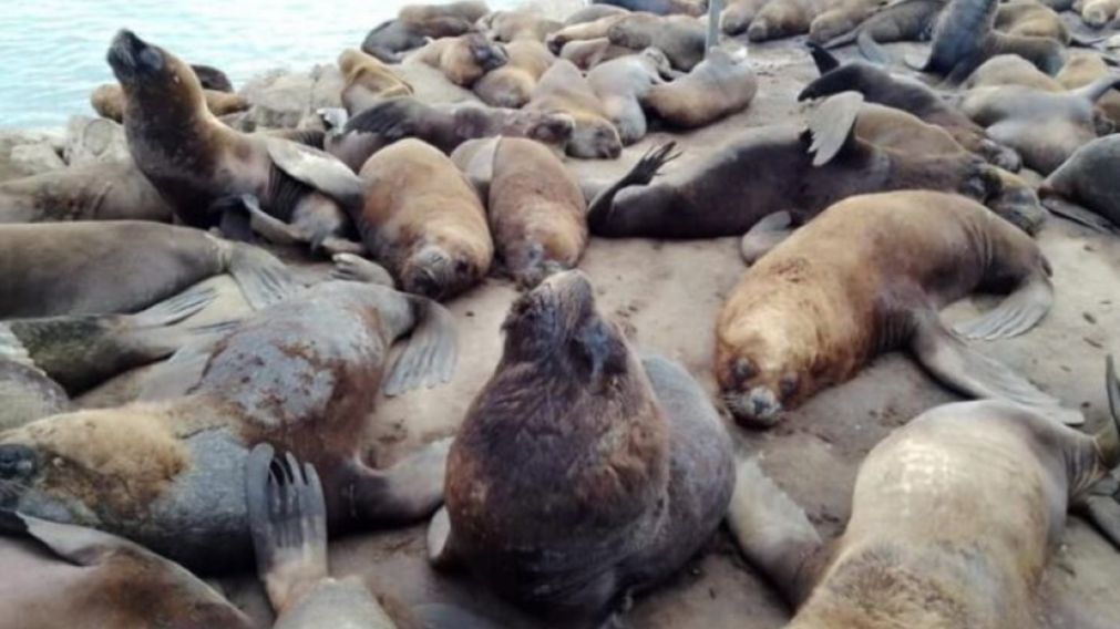 Aumentaron exponencialmente los casos de muertes de lobos marinos.
