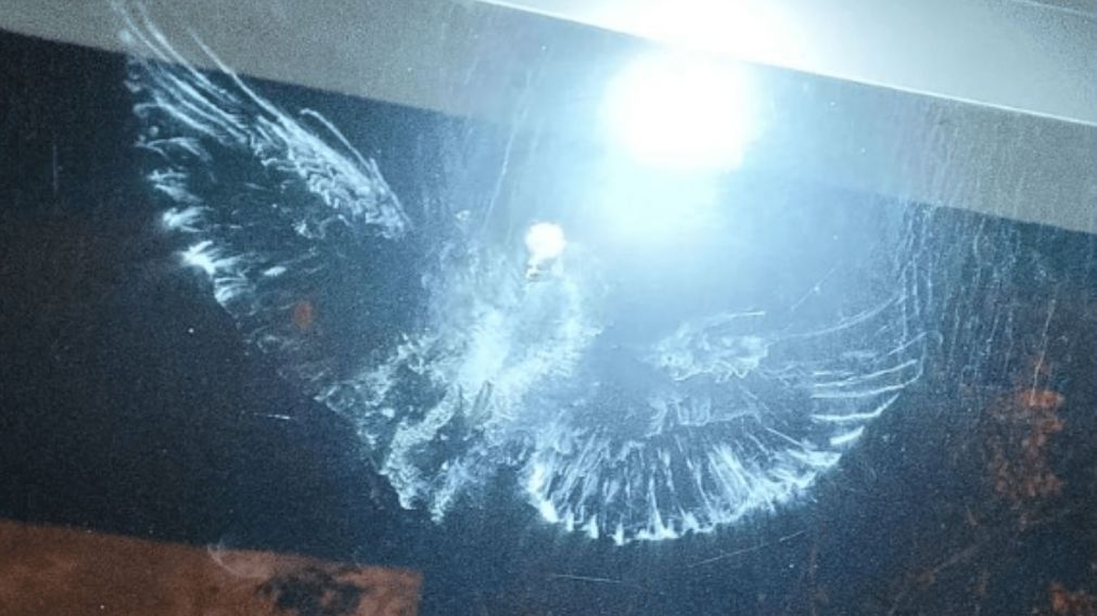Apareció la imagen de una paloma en una vidriera y los creyentes aseguran que se trata del Espíritu Santo.