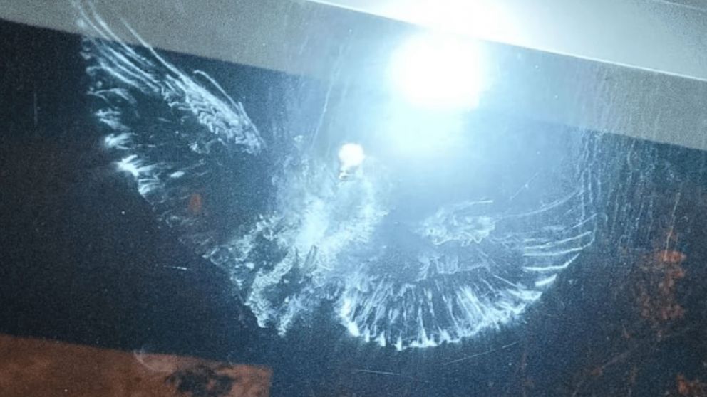 Apareció la imagen de una paloma en una vidriera y los creyentes aseguran que se trata del Espíritu Santo.