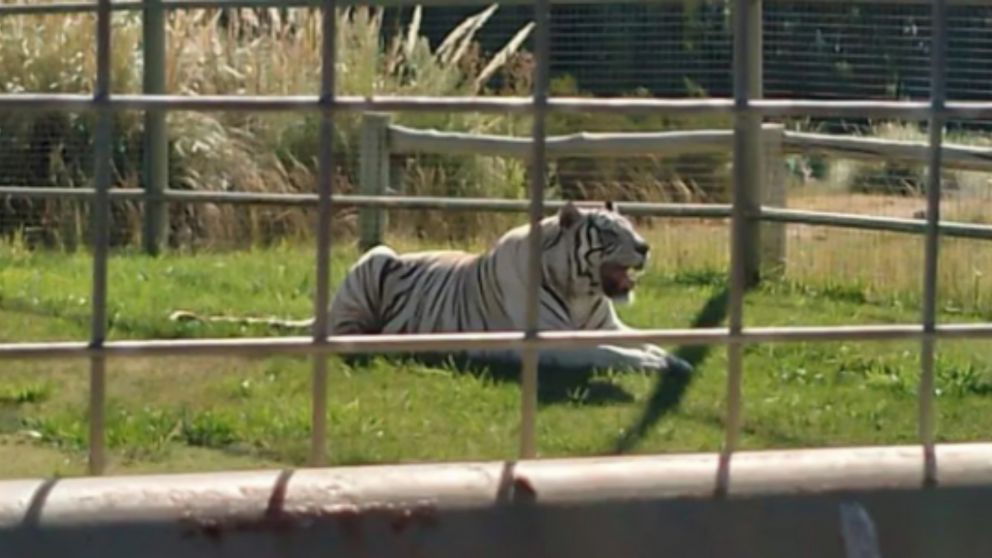 El bot�n buscado por los malvivientes era custodiado por un tigre (Foto La Ma�ana Neuqu�n).