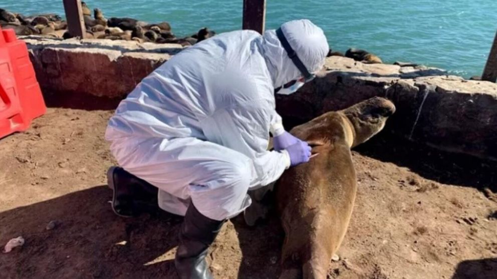 El SENASA lanzó una serie de recomendaciones en relación a los lobos marinos (SENASA).