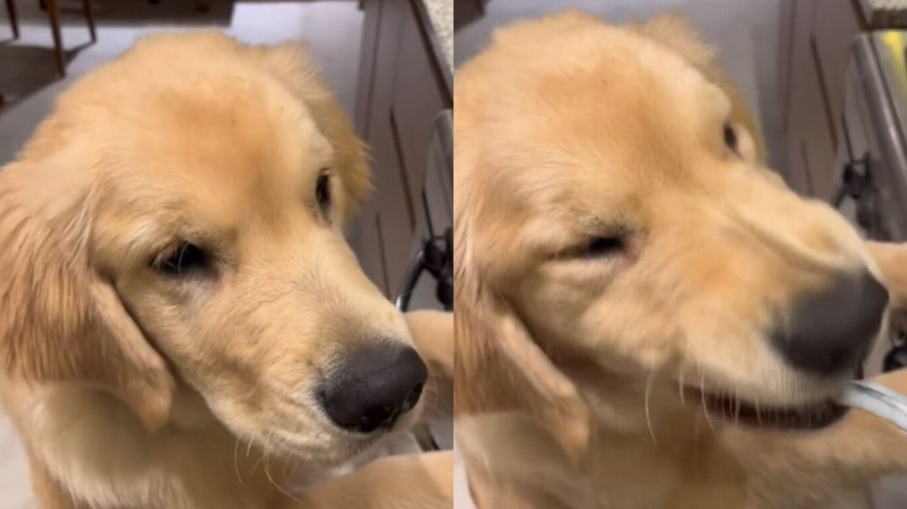 Una mujer quiso darle de comer cornalitos a su perro y su reacción se volvió viral (Imagen captura video).
