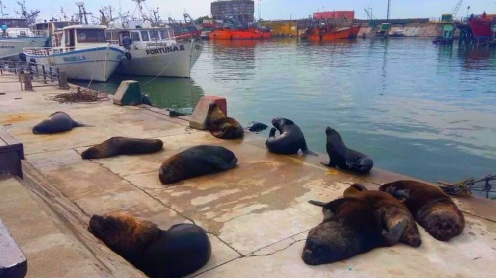Medio centenar de lobos marinos aparecieron muertos este fin de semana en la Argentina.