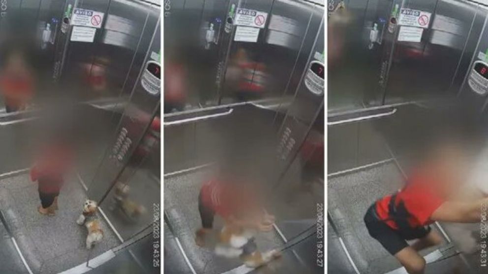 Un nene de 11 años estaba en un ascensor con su perrita y la salvó de morir ahorcada (Imagen G1).