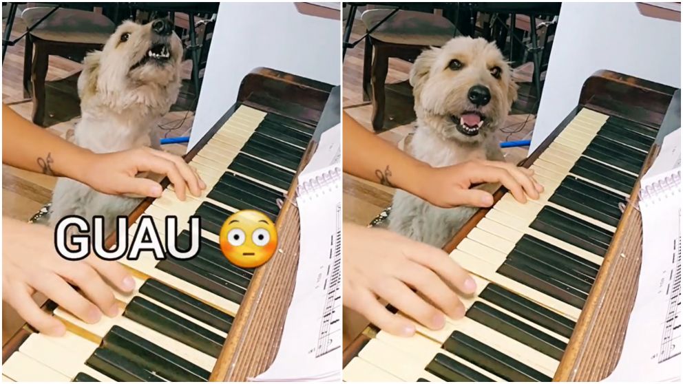 Un perro cantó una famosa canción infantil y causó furor en las redes.