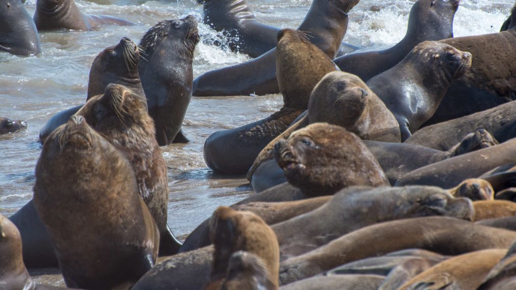 Los lobos marinos infectados pertenecen a la especie Otaria flavescens.
