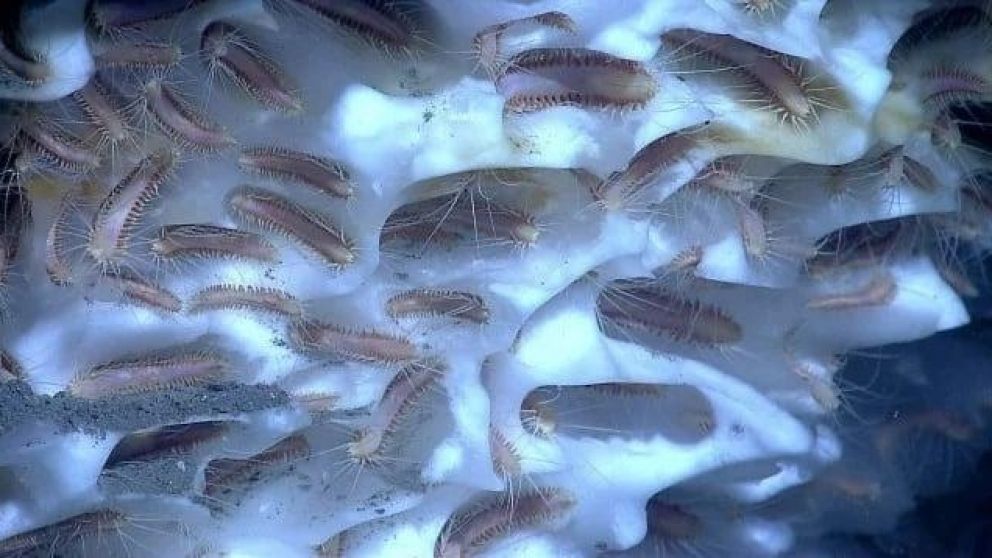 Como parte de una investigación científica, en Rusia descongelaron gusanos prehistóricos y revivieron.