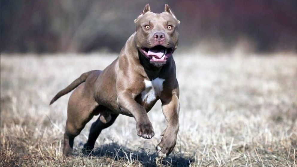 Una bebé fue atacada ferozmente por un pitbull y le dieron 50 puntos en el rostro (Imagen ilustrativa).