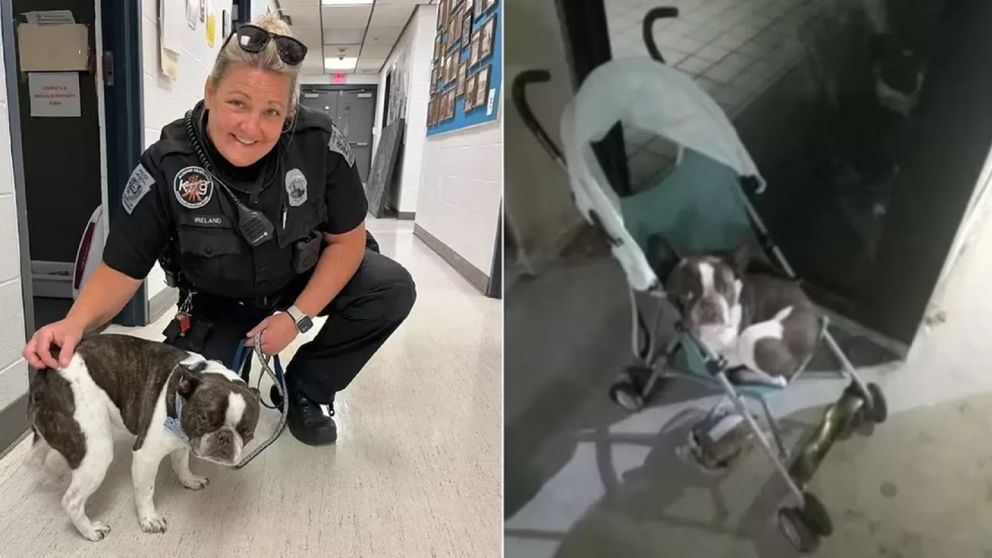 El perro fue rescatado y llevado a un refugio para animales (Gentileza: Departamento de Policía del Condado de Allegheny).
