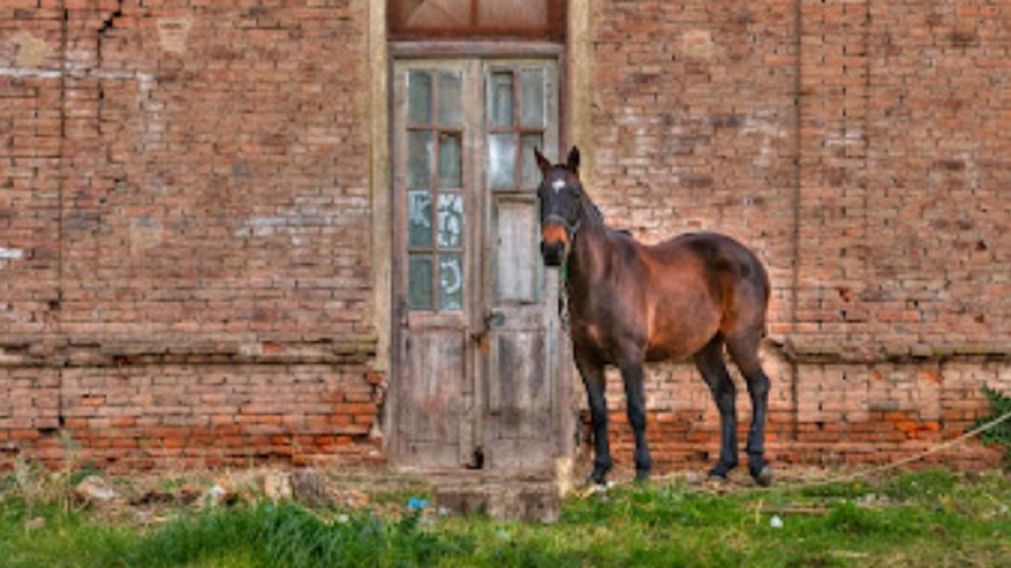 La Violeta, un rinconcito "escondido" cerca de CABA.