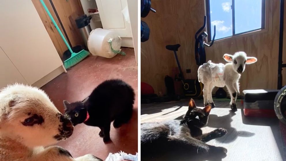 Una joven adoptó un cordero bebé y al llevarlo a su casa quedó sorprendida con la reacción de su gato (Imagen captura video).