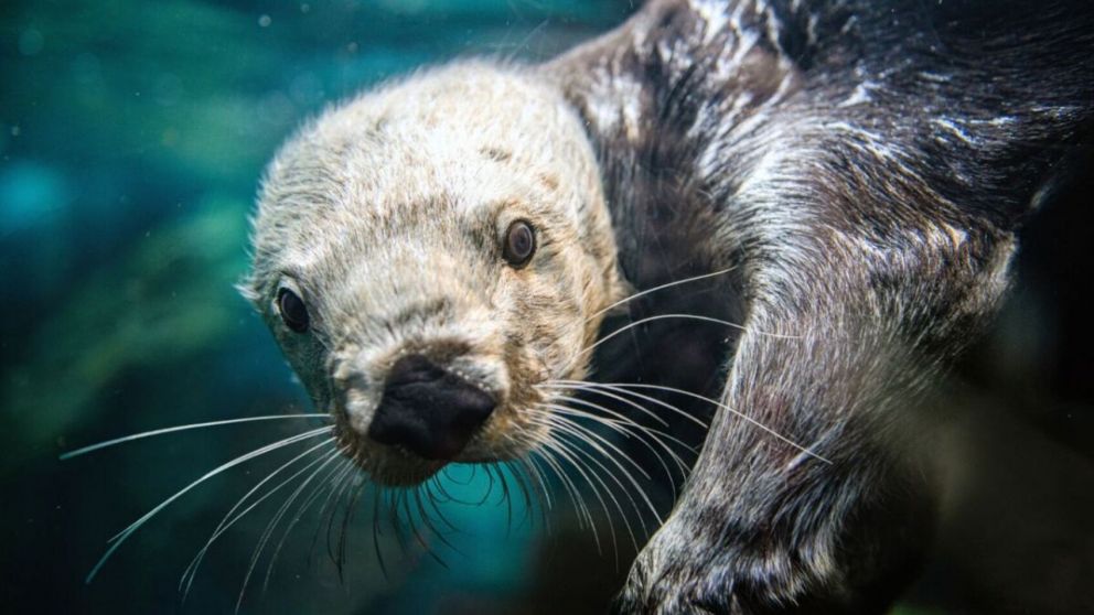 Una mujer fue atacada ferozmente por una nutria mientras nadaba en un río (imagen ilustrativa).