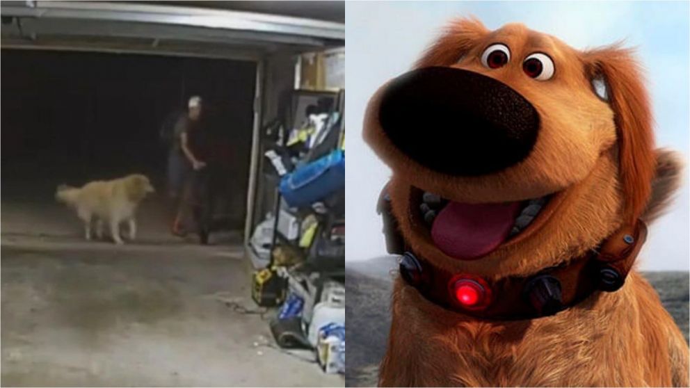 Entró a una casa a robar una bicicleta, un perro lo sorprendió y protagonizaron una insólita escena: "Tranquilo, Hércules no vigila"