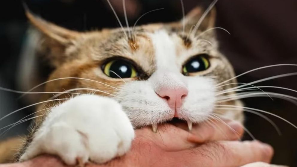 El misterioso caso de un hombre que fue mordido por un gato.