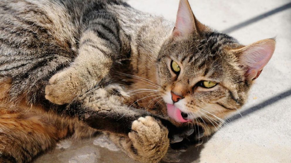 Día internacional del gato: Motivos de su celebración y explicación de sus comportamientos