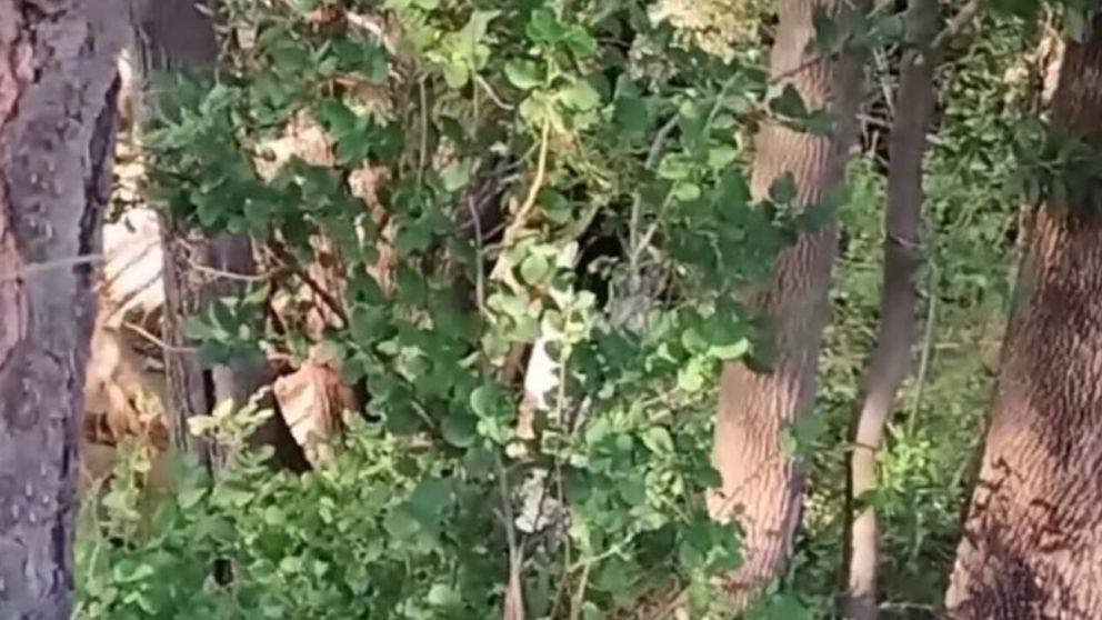 La presunta "Llorona" fue vista en una huerta de México (Captura de video).