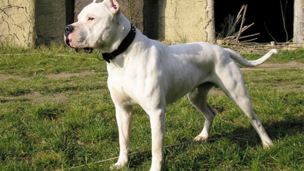 Un dogo escapó de su casa, atacó a grupo de nenes que jugaban en una plaza y desfiguró a uno de ellos.