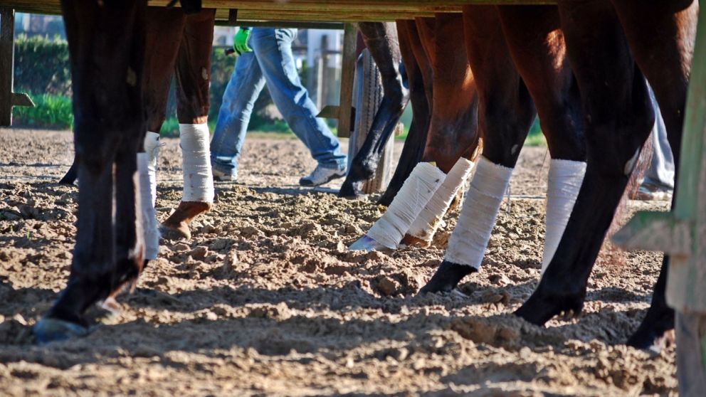 Conmoción: dos caballos se desplomaron y murieron durante una carrera en Corrientes (Imagen ilustrativa).