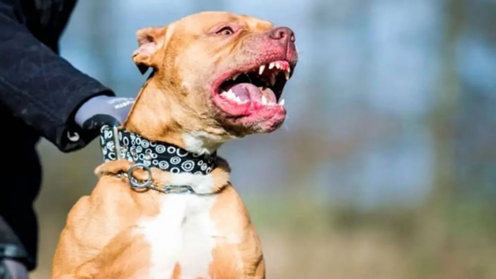 Una beba de un año fue internada en grave estado tras ser atacada por el pitbull de un vecino (Imagen ilustrativa).