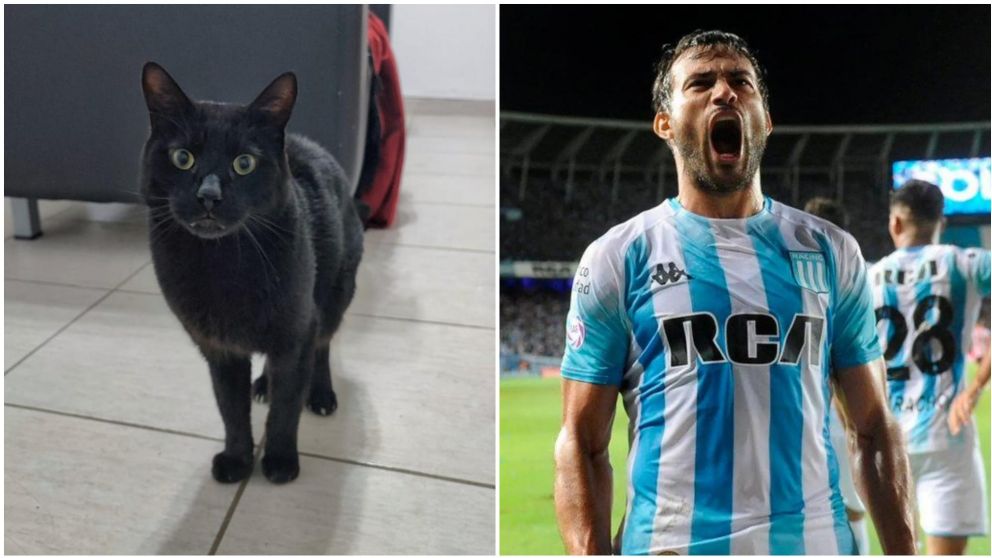 Nombró a su gato como un futbolista por una insólita razón.