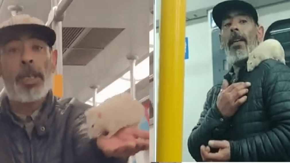 Stuart, la rata viral que viaja en el tren Roca.